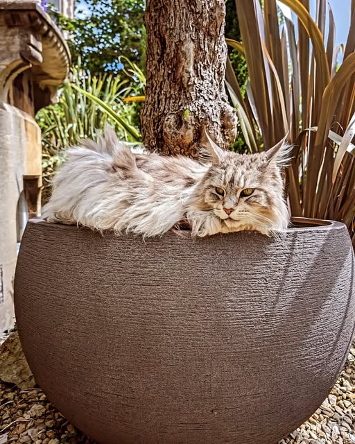 A long-haired cat curled up in a large plant pot