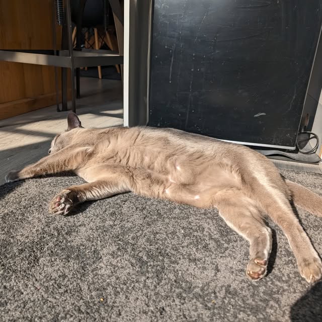A fawn cat stretched out on a rug in a patch of sunshine