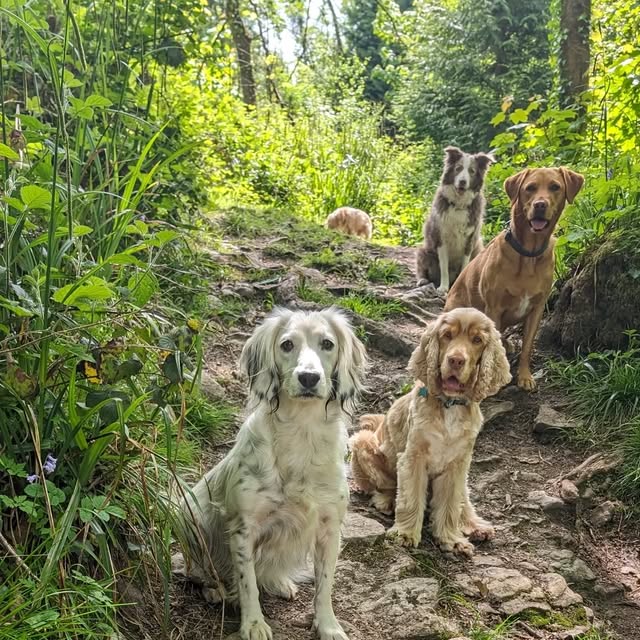 Five dogs sitting together on a woodland path