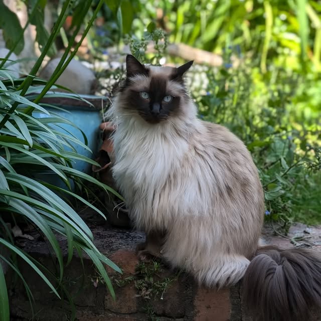 A fluffy ragdoll cat sitting among garden plants