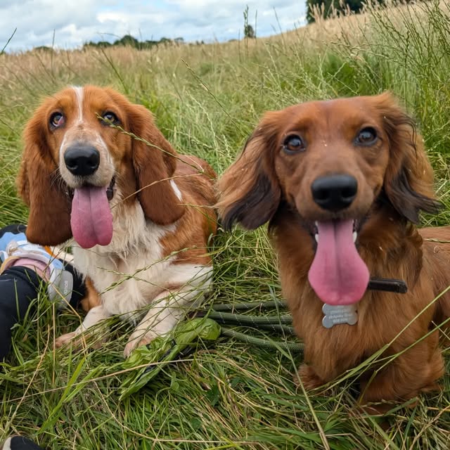 A spaniel and a dachshund smiling in long grass