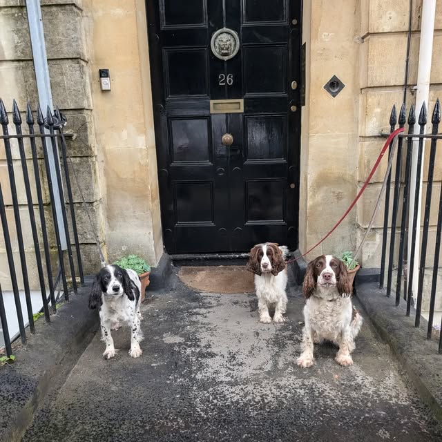 Three spaniels waiting on a front doorstep
